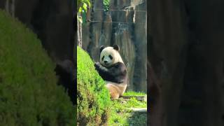 小美熊飞云☁️ 这长相甜度超标了吧！ #cutepandavideo #panda #funnypandavideo #pandapanda