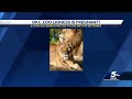 african lioness at oklahoma city zoo is pregnant