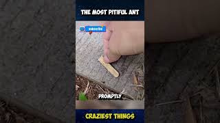 Pranking An Ant? | Craziest Things Part 11 #viral #crazythings #crazycreatures #Ant #funny #animals