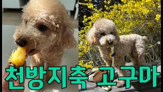 천방지축 강아지 고구마을 소개합니다