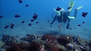 群馬県伊勢崎市のダイビングショップ、スクール　真鶴・岩で潜る　黒いけどかわいい魚　ミツボシクロスズメダイ