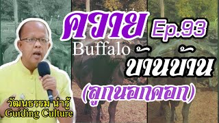 ควาย#ลูกนอกคอก#Ep.93,#Shorts, @วัฒนธรรม นำรู้:Guiding Culture