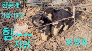 진돗개57일차 힘자랑.미니 서열싸움도 하고 야외적응 완료!!!Korean Jindo Dog.