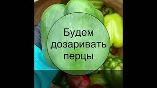 Если перцы не дозрели, ешьте перцы зелёными или как я делайте дозаривание, чтоб краснели. 10 дней