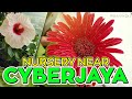 vlog #127 | Balcony Gardening | Awesome Nursery Near Cyberjaya