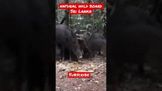 natural | wild board | pigs | sri lanka | wild of Sri Lanka