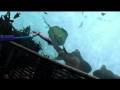 Blue Zoo TV - Episode 3 (Part 1): Feeding the sharks...