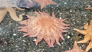 Telequarium: Sunflower Sea Stars