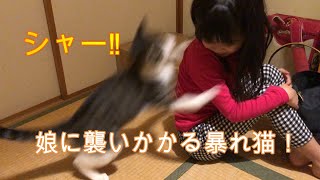 A rampaging cat attacking her daughter!  but they are very good friends【Rescued cat Hana♂】