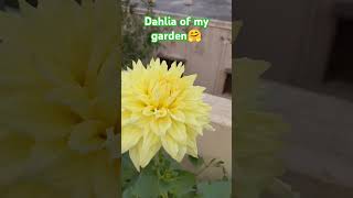 Beautiful dahlia of my garden#ମୋ ବଗିଚାର ଡାଲିଆ ଫୁଲ #shot feedt🏵️🏵️🏵️🏵️