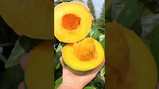 beautiful fruits mango |1 April 2022 aam ka fal bhaiyun ap so nice fruits..