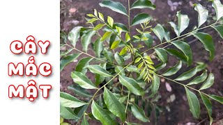 Cây Mắc mật có công dụng ra sao??| 0386569374 - Ngọc Ngân Bến Tre | Chuyên cây độc lạ