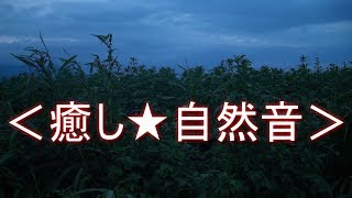 ＜癒し★自然音＞虫の鳴き声③【No.3】虫が鳴く静かな夜【安らぎ・睡眠・勉強】