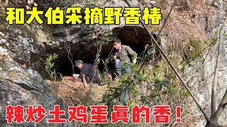 大山里的香椿发芽了，和大伯摘了满满一筐，辣炒鸡蛋香味喷鼻！【乡野志刚】