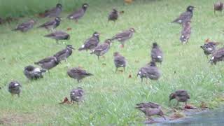 ムクドリ_11_大群_White-cheeked Starling