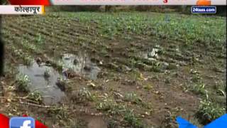 Zee 24 Taas | Kolhapur Farmer In heavy Loss