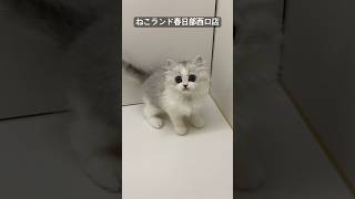 【子猫販売】#ミヌエット #子猫販売 #cat #ねこランド #春日部