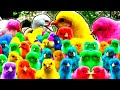 World Cute Chickens, Colorful Chickens, Rainbows Chickens, Cute Ducks, Cat, Rabbit, Cute Animals