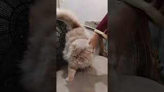 @  Lucunya Kucing Kesayangan... Nggemesin dan Imut