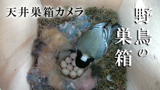 抱卵2日目 🥚×10 シジュウカラの巣箱  天井巣箱カメラ 野鳥 2023/04/30 Bird Nest Box Live Camera Japanesetit Greattit