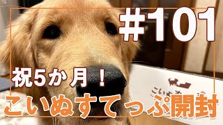 【＃101】こいぬすてっぷ開封～5か月～【ゴールデンレトリバーアポロVlog】