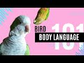 Bird Body Language 101 | Topics