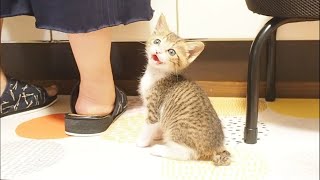 ご飯まだと催促する子猫の鳴き声がかわいい【赤ちゃん猫　保護猫】