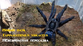 Новый паук Tapinauchenius violaceus и пересадка