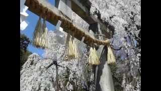 京都・大石神社のしだれ桜と花子