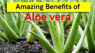 Benefits and Side effects of Aloe Vera | एलोवेरा के फ़ायदे | एलोवेरा के नुक्सान