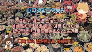 대구성암다육농원  설날 맞이 가성비 좋은 예쁜 다육이들  -  1편 루스반크로프트철화와 소울민트