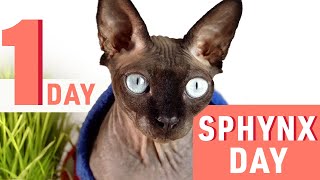 A Day in the Life of My Sphynx Cat | Sphynx cat 101