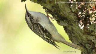 Brown Creeper Song