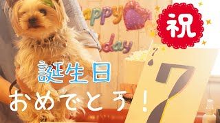 【ヨーキー】愛犬の誕生日をドッグカフェでお祝いしました！/Happy Birthday!