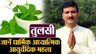 Tulsi: जानें तुलसी का धार्मिक और आयुर्वेदिक महत्व, Tulsi Ayurvedic, Spiritual importance Divine Kosh