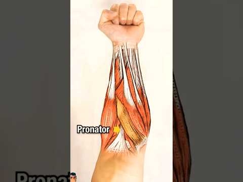 You want bigger forearms #shoulder #forearm #anatomy #getbigarms #getbiggerarms #tips #forearmcrutch