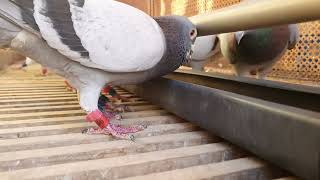 Pigeons Eating a Variety of Nutritious Grains: Preparing for the Upcoming Race!