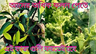 আম গাছে মুকুল না এলে কি করবেন।কি সার দেবেন।কি পরিচর্যা করবেন।how to care mango tree।