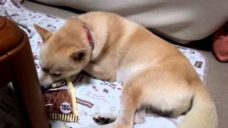 おやつの袋が開かなくてイライラする雑種犬・小太郎