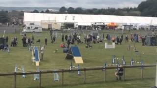 Alfie, Grade 4-7 agility - devon dogs show