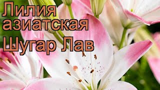 Лилия азиатская (lilium asiatic sugar love) 🌿 азиатская лилия обзор: как сажать, луковицы лилии