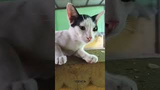 யாரு டா சேகர்!!😡@pattu_Kutty_tamil #tamilshorts #cat #catfunny #tamilcomedy #catlover #சார்ட்ஸ்