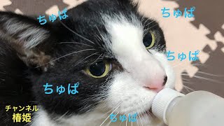 哺乳瓶 ハチワレ猫 棗！8歳なのに子猫の赤ちゃんのように幼児退行！