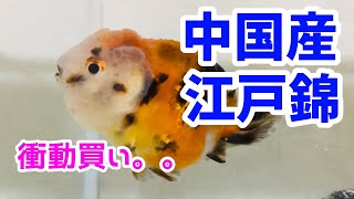 【ゆっくり解説】新たに江戸錦が仲間になった。