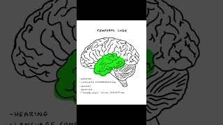 The Cerebral Cortex: Temporal Lobes #shorts