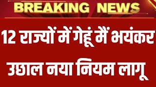 गेहूँ का भाव| 12 जनवरी 2025| गेहूँ के भाव में तूफानी तेजी देखें भाव, Gehu ka Bhav, Wheat rate today,