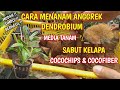 Cara Menanam Anggrek Dendrobium Menggunakan Media Sabut Kelapa / Cocochips / Cocofiber