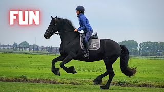 Fun with Queen👑Uniek, after we have brought the young Friesian horses to the pasture.