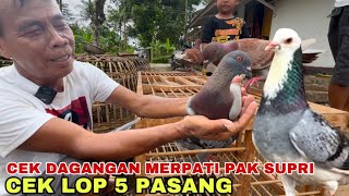 DAGANGAN 5 PASANG MERPATI LOP JARAK DEKAT, LOS BAWAH MASUK