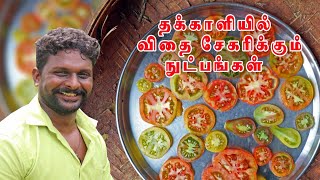 தக்காளி விதை சேகரிக்கும் நுட்பங்கள் 🍅 | Tomato seed saving techniques | Uzhudu Un | உழுது உண்